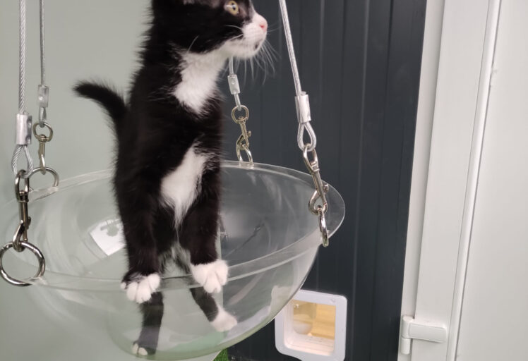 Niche suspendue en plexiglas sur mesure pour chats - BFP Cindar